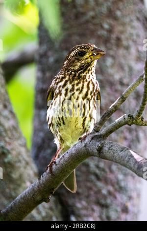 PIN Siskin. J'ai peut-être tort. Je l'ai rencontré parmi les feuilles d'un érable. Banque D'Images