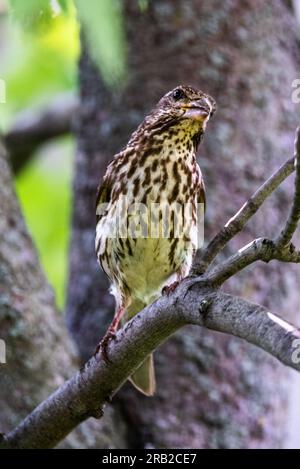 PIN Siskin. J'ai peut-être tort. Je l'ai rencontré parmi les feuilles d'un érable. Banque D'Images