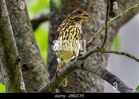 PIN Siskin. J'ai peut-être tort. Je l'ai rencontré parmi les feuilles d'un érable. Banque D'Images