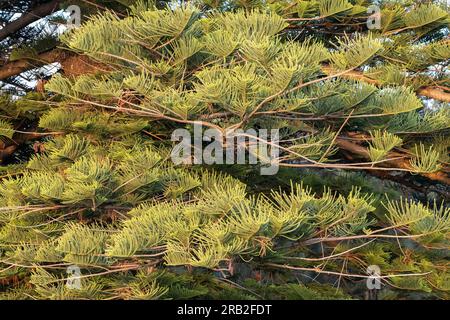 Gros plan de Norfolk Island Pine Tree Banque D'Images