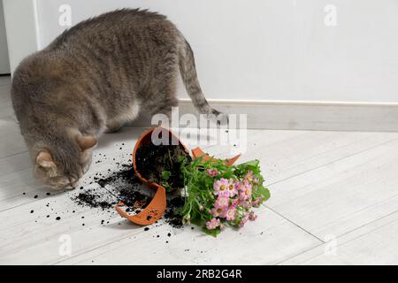 Joli chat et pot de fleur cassé avec plante de cineraria sur le sol à l'intérieur Banque D'Images