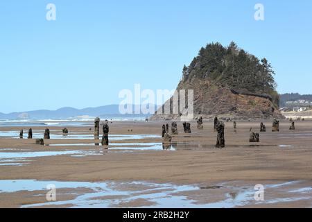 Le long de la côte de l'Oregon : proposition rocher avec la forêt fantôme de Neskowin - vestiges d'épinettes de sitka coulées sous l'eau après un tremblement de terre Banque D'Images