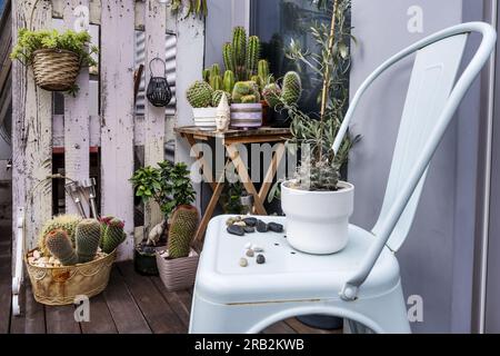 Coin d'une terrasse avec chaise en métal bleu et beaucoup de plantes succulentes et cactus en fleurs Banque D'Images