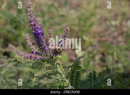 Bourdon avec des paniers pleins de pollen recueillant plus de pollen de fleurs violettes sur une plante en plomb ou Amorpha canescens dans le Minnesota. L'image dispose d'un espace de copie. Banque D'Images