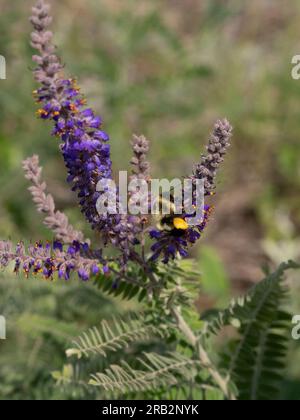 Abeille à miel avec des paniers pleins de pollen recueillant plus de pollen de fleurs violettes sur une plante en plomb ou Amorpha canescens dans le Minnesota. Banque D'Images