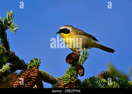 Un Paruleur à gorge jaune commun, Geothlypis trichas, perché sur une branche d'épinette dans son habitat boisé Banque D'Images