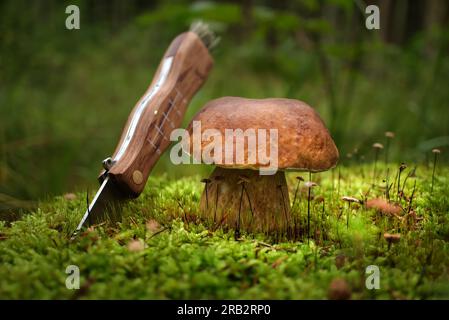 Champignon de la famille Boletaceae, communément appelé un penny chignon ou cep près d'un couteau avec lame incurvée, la scène capture la beauté de la nature ainsi que l'homme- Banque D'Images