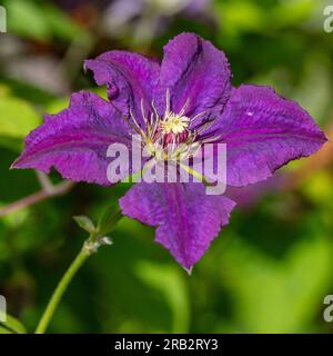 'Esprit polonais' Clématis pourpre, Italiensk klematis (Clematis viticella) Banque D'Images