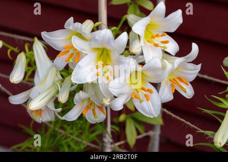 'Album' trompette Lily, Kungsmilja (Lilium regale) Banque D'Images