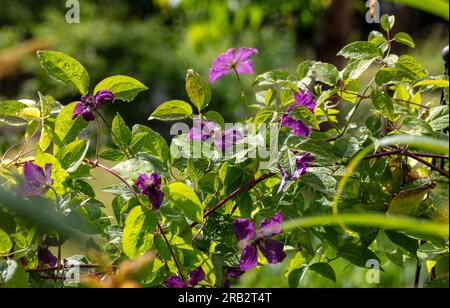 'Esprit polonais' Clématis pourpre, Italiensk klematis (Clematis viticella) Banque D'Images