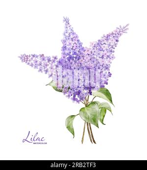 Elément aquarelle bouquet lilas, illustration botanique de brindilles de fleurs violettes sur fond blanc. Convient à votre conception de décoration. Banque D'Images