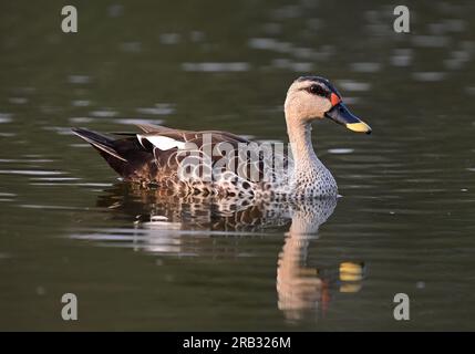 Images de sauvagine en poses de vol et installés sur l'eau. Comprend canard à bec taché et canard à sifflement réduit. Chaque image est sous-titrée individuellement. Banque D'Images