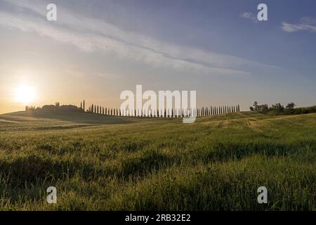 Viale di Cipressi peu après le lever du soleil, Castiglione d'Orcia, Toscane, Italie Banque D'Images