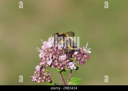 Megachile willughbiella, abeille coupeuse de feuilles de Willughby, famille des Megachilidae. Sur les fleurs d'Origanum, famille des Lamiaceae. Jardin hollandais, juillet Banque D'Images