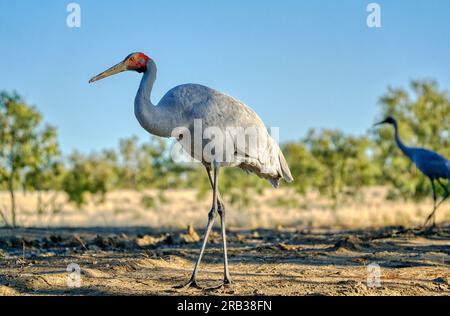 Gros plan d'un oiseau Brolga ou grue dans l'outback Queensland Banque D'Images