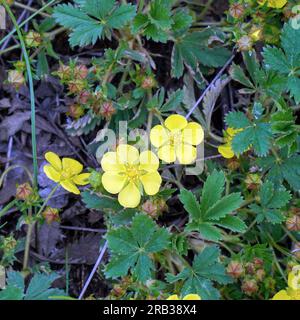 Fleurs jaunes de lapoptilla sur un fond naturel Banque D'Images