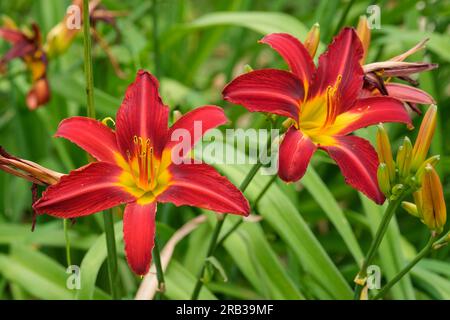 Hemerocallis Stafford, Daylys Stafford, feuillus vivaces, fleurs rouges profonds, aux pétales étroits, avec une gorge jaune Banque D'Images