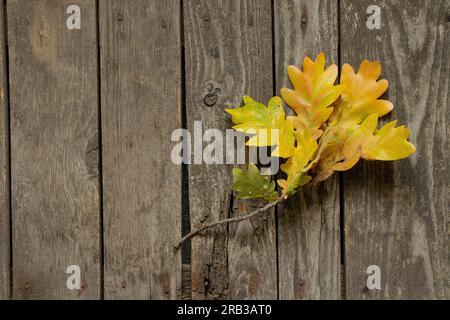 une branche de chêne jaune en automne se trouve sur une table en bois Banque D'Images