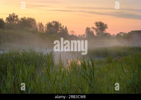 Vue sur la rivière enveloppée de brume à l'aube. Silhouettes d'arbres dans le brouillard sur les rives de la rivière. Banque D'Images