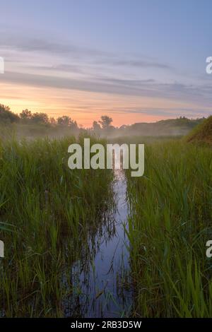 Vue à travers les bosquets de roseaux sur la rivière enveloppé dans la brume à l'aube. Silhouettes d'arbres dans le brouillard sur les rives de la rivière. Banque D'Images