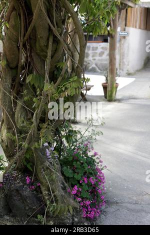 Dans Roskillys à Helston, Cornwall. Une vieille vigne de wysteria qui recouvre la pergola de Roskill en Cornouailles. Banque D'Images