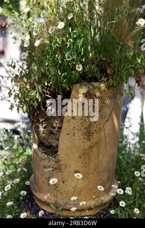 Dans Roskillys à Helston, Cornwall. Vu ici est un réseau de plantes dans un vieux pot de cheminée. Banque D'Images