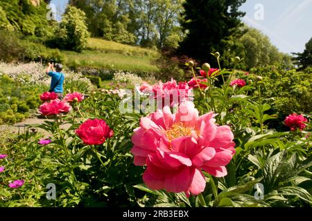Île de Mainau, Allemagne : Roses. Splendeur fleurie dans le jardin botanique de l'île sur le lac de Constance. Banque D'Images