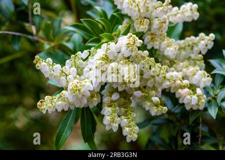 Pieris japonica var. Yakushimensis poussant à RHS Rosemoor, Devon, Royaume-Uni Banque D'Images