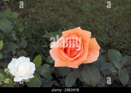 Belle fleur orange rose vert laisse belle vue macro nature Banque D'Images