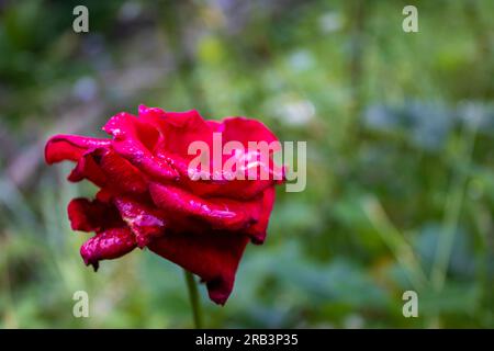 Gros plan de Red Rose. Belle Rose Rouge dans un jardin. Banque D'Images
