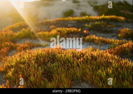 Succulentes de plage dans la lumière dorée du soleil Banque D'Images