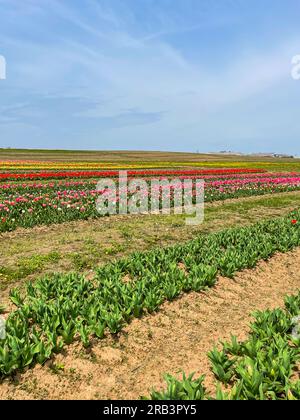 Rangées de tulipes colorées à la ferme de fleurs au printemps. Banque D'Images