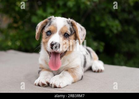 Cardigan en corgi gallois chiot marbre pondant et montrant la langue Banque D'Images