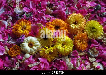 Fleurs sèches. Banque D'Images