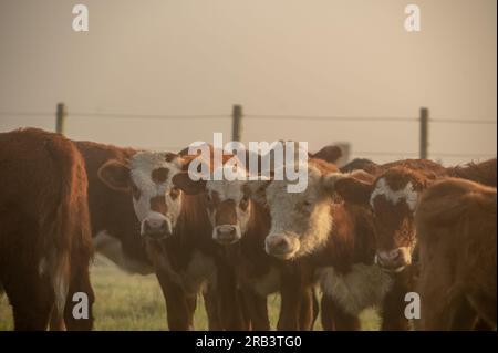 Troupeau de vaches dans la campagne de l'Uruguay. Banque D'Images