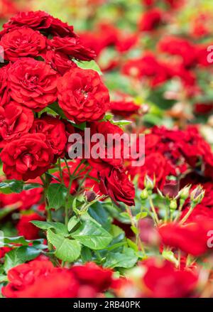 Photo verticale de plantation de fleurs de roses rouges en gros plan. Culture de fleurs. Banque D'Images