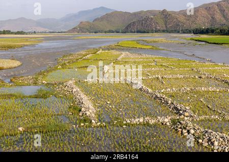 Vue tôt le matin d'une belle riziculture le long de la rive au Pakistan Banque D'Images