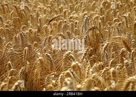 Épis d'orge dans les champs. Seigle végétal cultivé avec de beaux épillets dorés. Banque D'Images