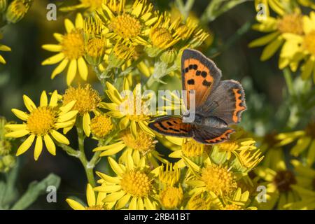 Petit papillon en cuivre se nourrissant de fleurs jaunes d'été Banque D'Images