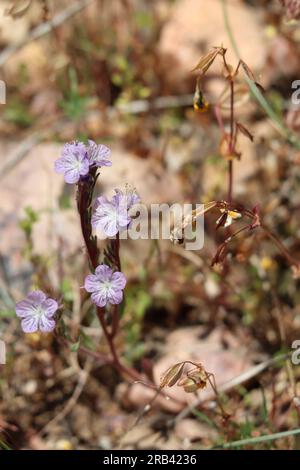 Gamme transversale Scorpionweed, Phacelia exilis, une herbe annuelle indigène avec inflorescences de cyme scorpioïde au printemps dans les montagnes San Bernardino. Banque D'Images