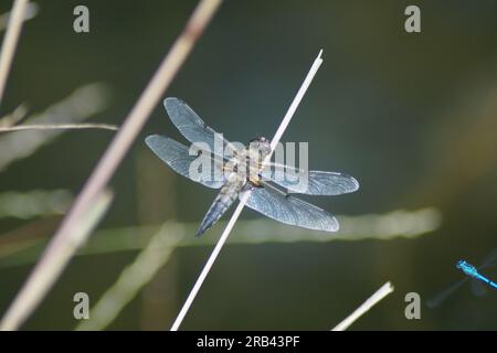 Libellule à ventre plat Libellula depressa assise sur un brin d'herbe au bord d'un étang Banque D'Images