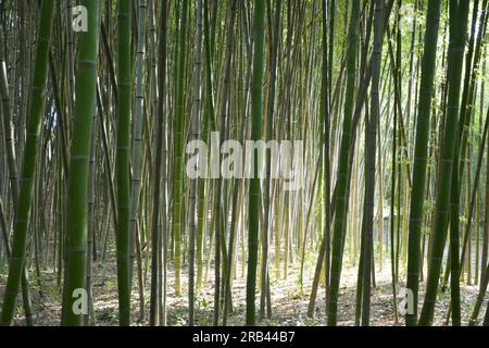 tige de bambou dans la forêt en matinée ensoleillée dans le jardin Banque D'Images