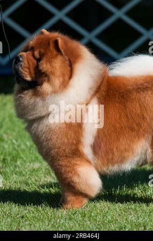 Chow Chow chien debout dans la vue de profil à une exposition canine à New York Banque D'Images