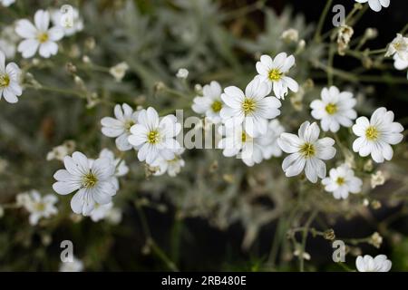 Fleurs de cerastium tomentosum, ou neige en été, gros plan de la mise au point douce Banque D'Images