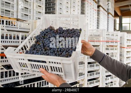 L'Italie, la Lombardie, la Valtellina, Chiuro, temps de récolte Banque D'Images