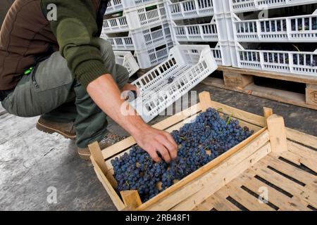 L'Italie, la Lombardie, la Valtellina, Chiuro, temps de récolte Banque D'Images