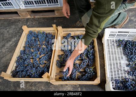 L'Italie, la Lombardie, la Valtellina, Chiuro, temps de récolte Banque D'Images