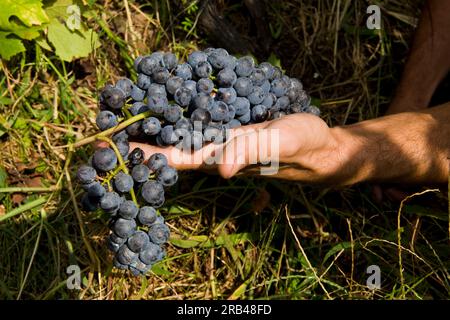 L'Italie, la Lombardie, la Valtellina, Chiuro, temps de récolte Banque D'Images