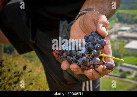 L'Italie, la Lombardie, la Valtellina, Chiuro, temps de récolte Banque D'Images