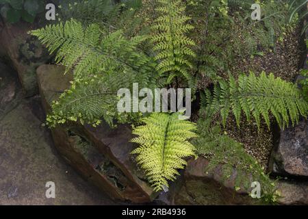 Gros plan de poule et de feuille de fougère de poulet (Asplenium Bulbiferum). Asplenium bulbiferum pousse généralement dans la plupart des zones de brousse en Nouvelle-Zélande. Banque D'Images